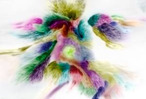 (c) Liz Howerton Photography 2014